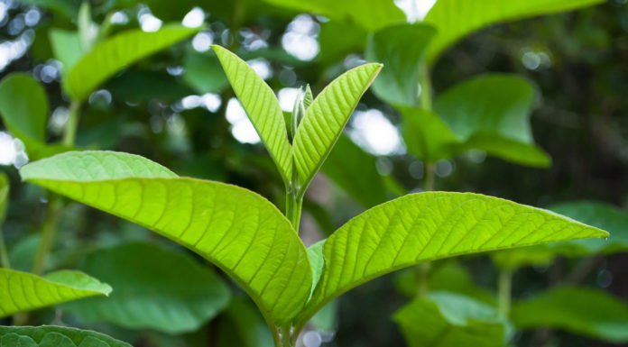 chua-e-buot-rang-la-oi chua-e-buot-rang-la-oi